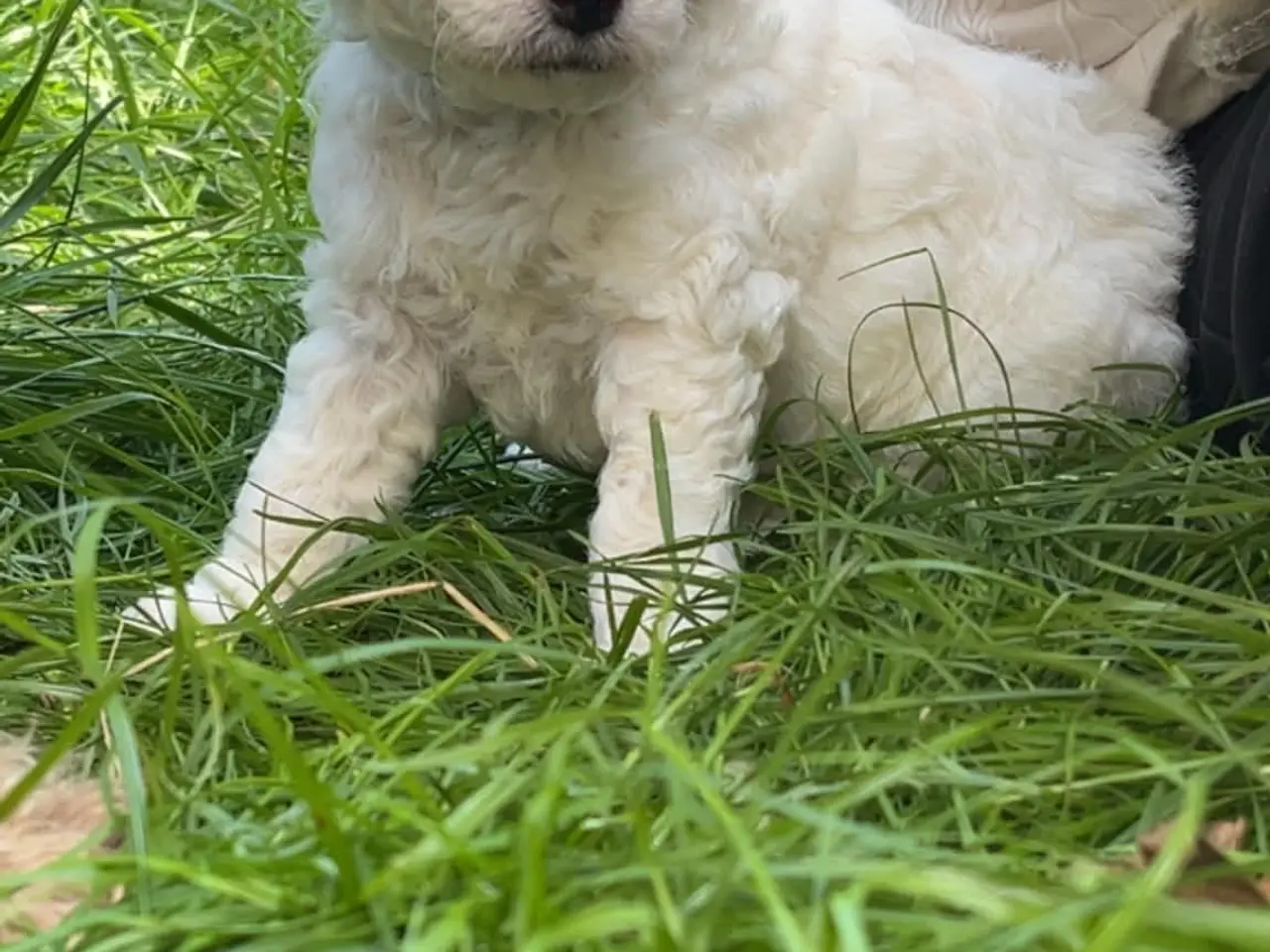 Billede 6 - Labradoodle hvalpe