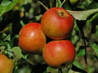 Frugttræer