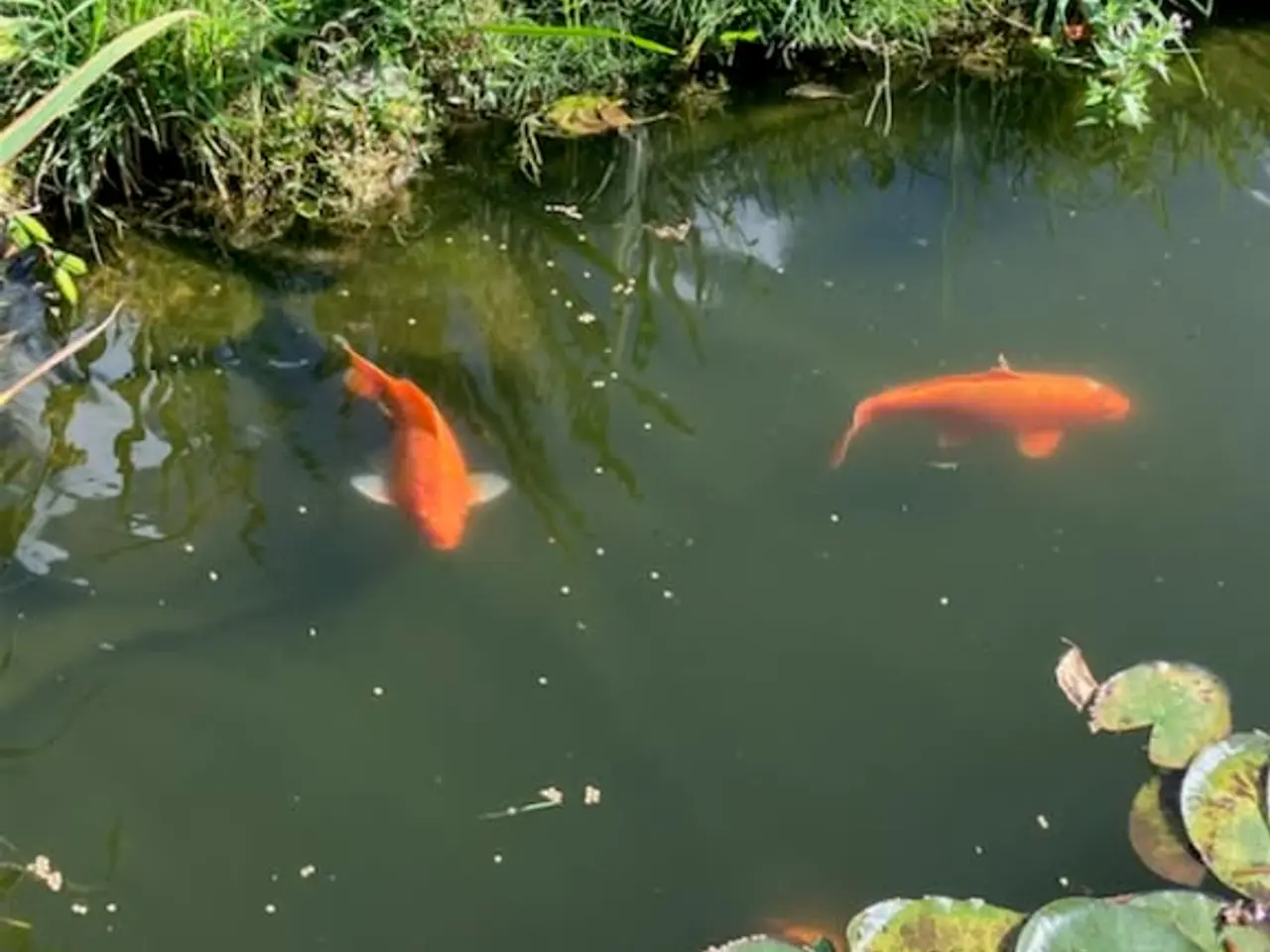 Billede 2 - 60cm Koi karper