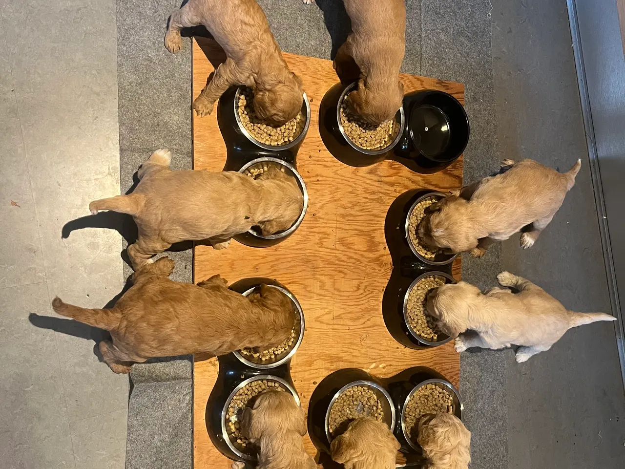 Billede 8 - De sødeste cockapoo