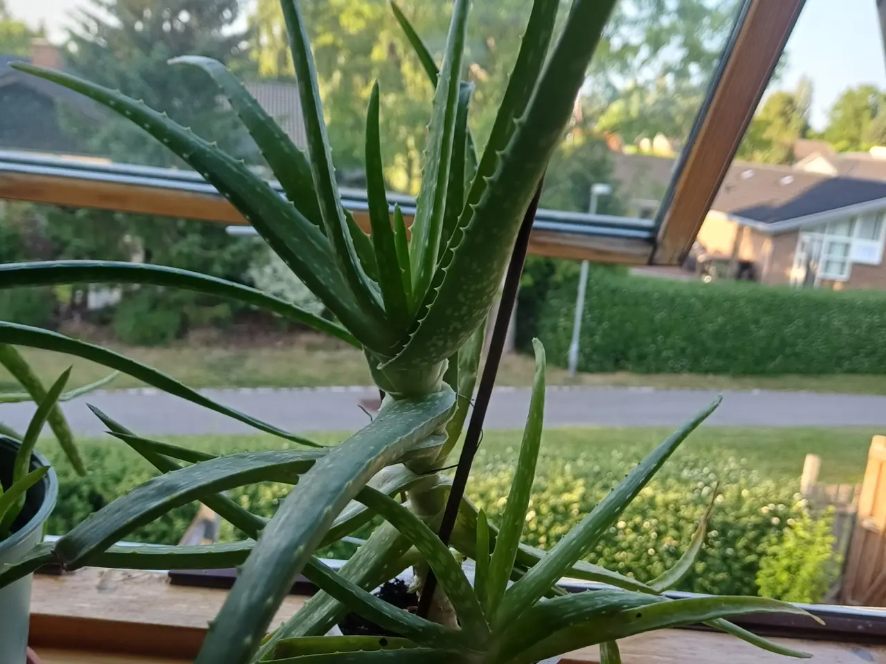 Billede 5 - Aloe Vera potteplanter - mange størrelser