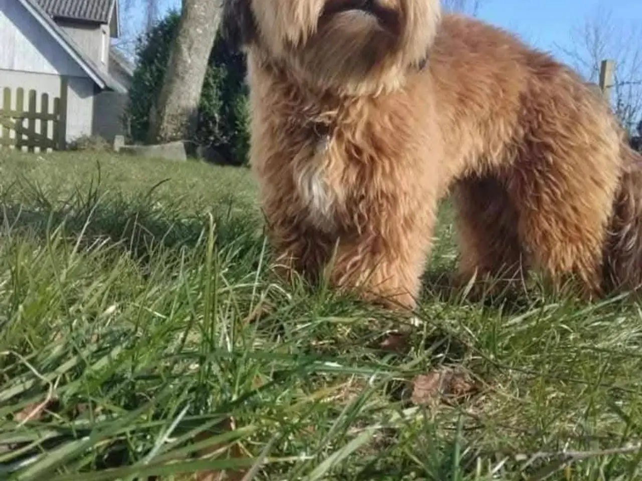 Billede 3 - Cavapoo / havapoo