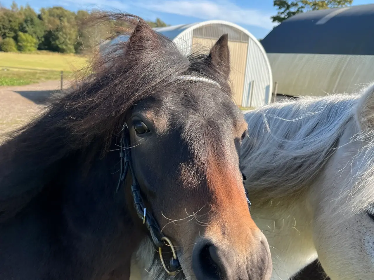Billede 3 - Dartmoor vallak 3 år