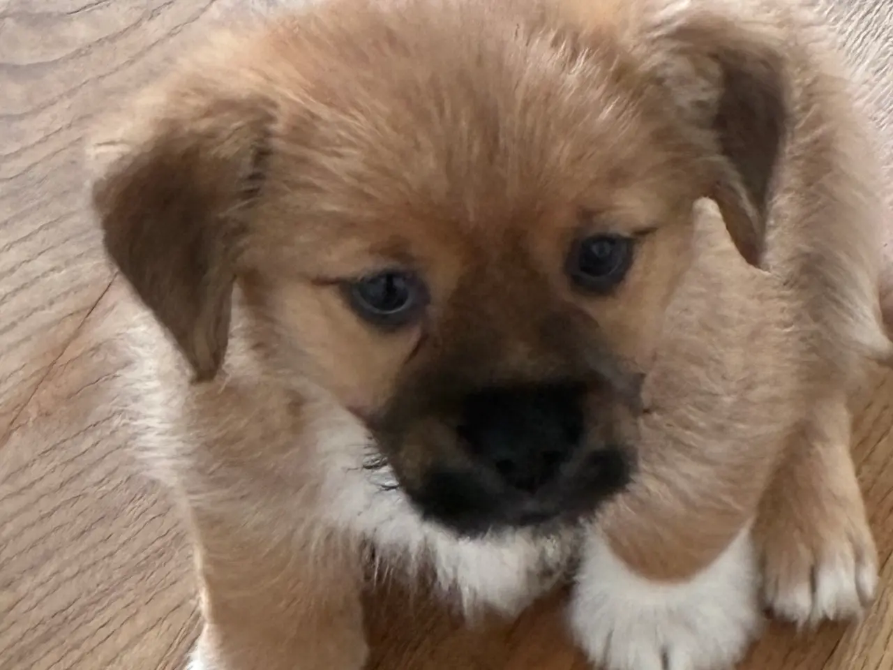 Billede 2 - Jack Russel/bomulds hunde