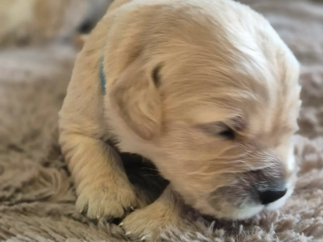 Billede 7 - 10 skønne Golden Retriever-hvalpe søger deres komm