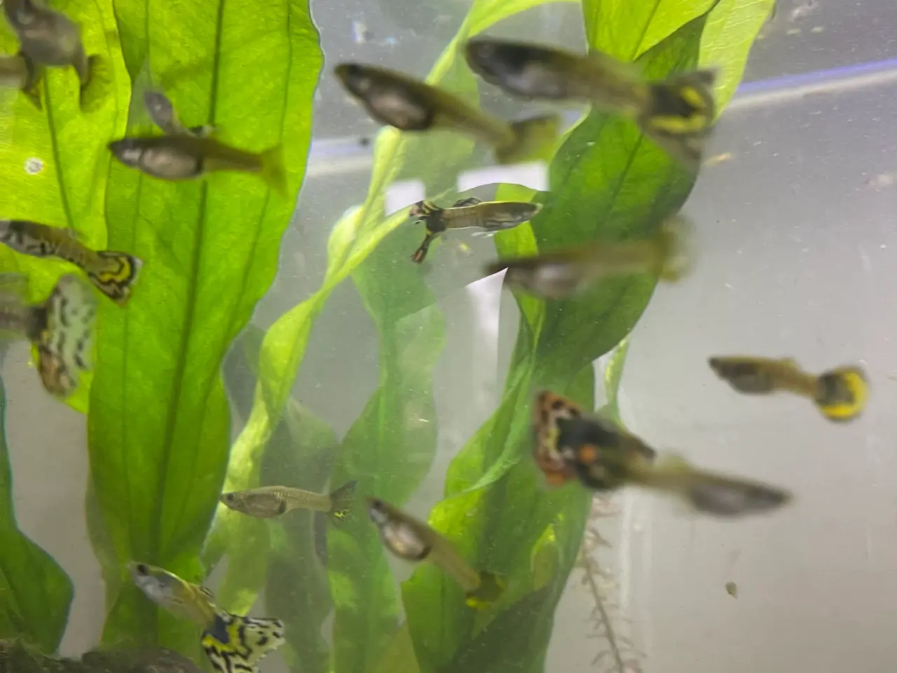 Billede 3 - Guppy yngel og voksne fisk 