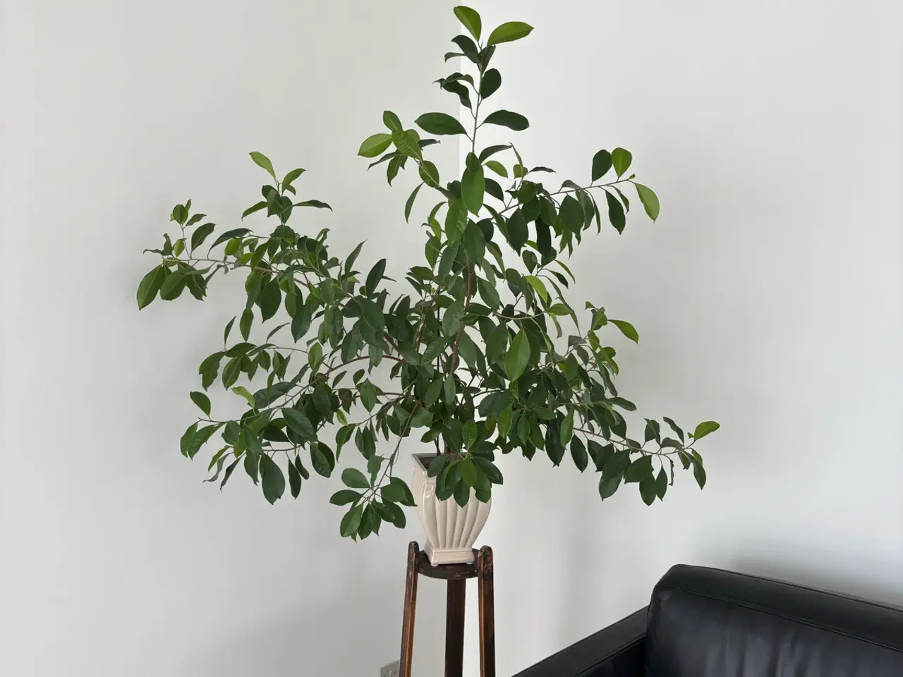 Billede 1 - Plante