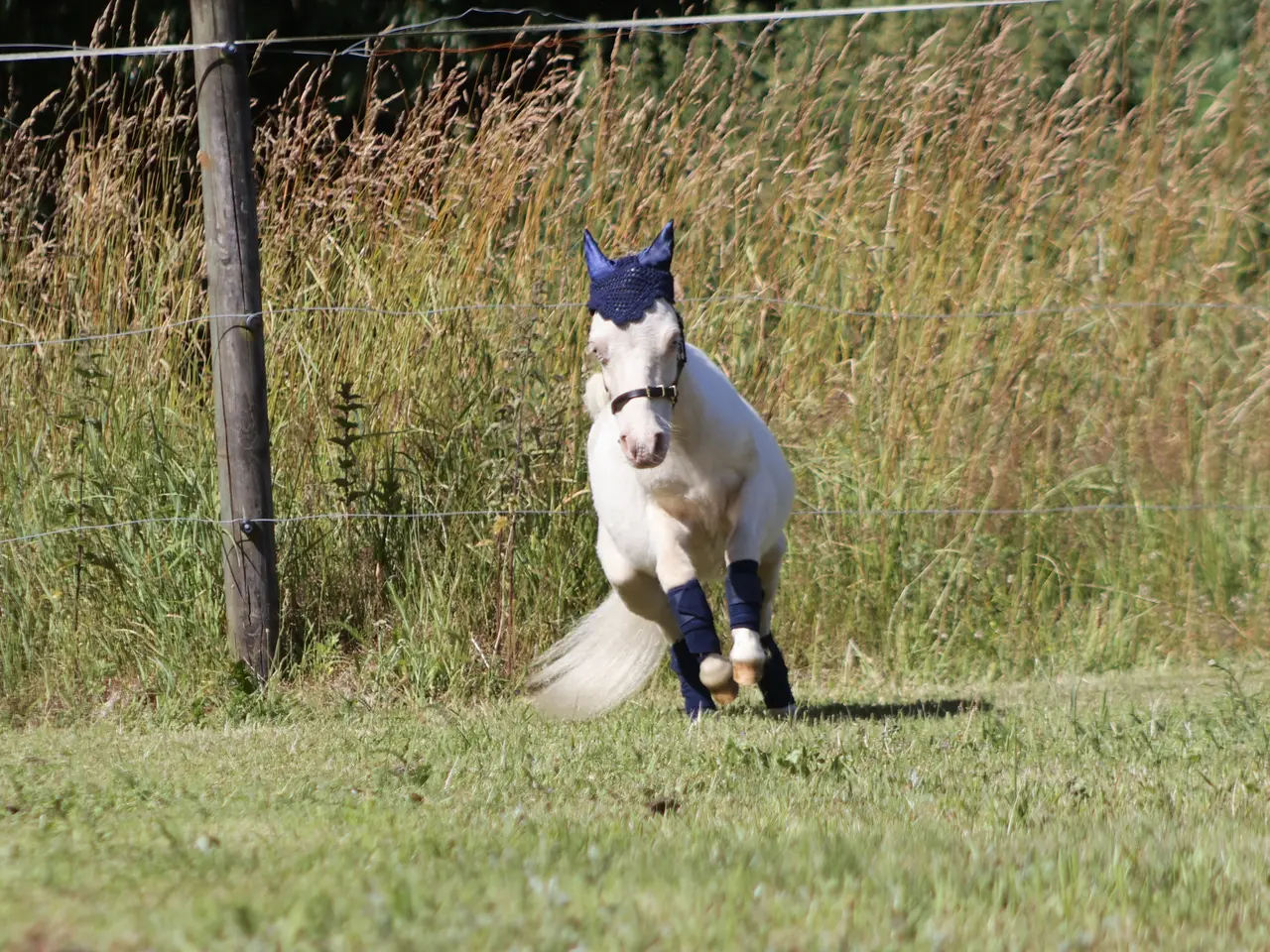Billede 2 - Vanvittig charmerende mini shetlandspony 