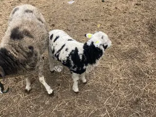 Jacobs får gimmer lam