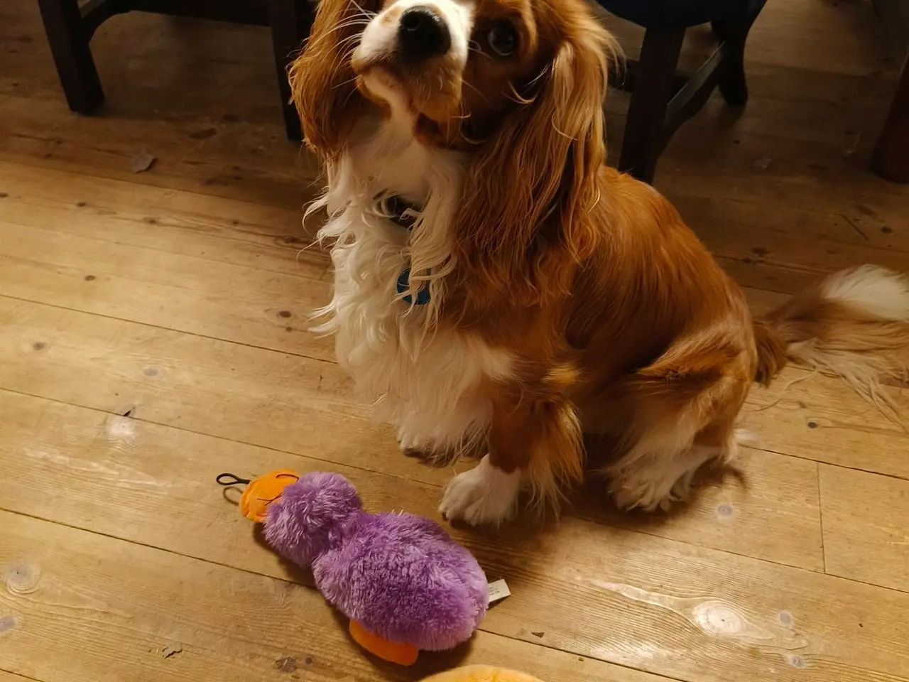 Billede 2 - King charles cavalier 