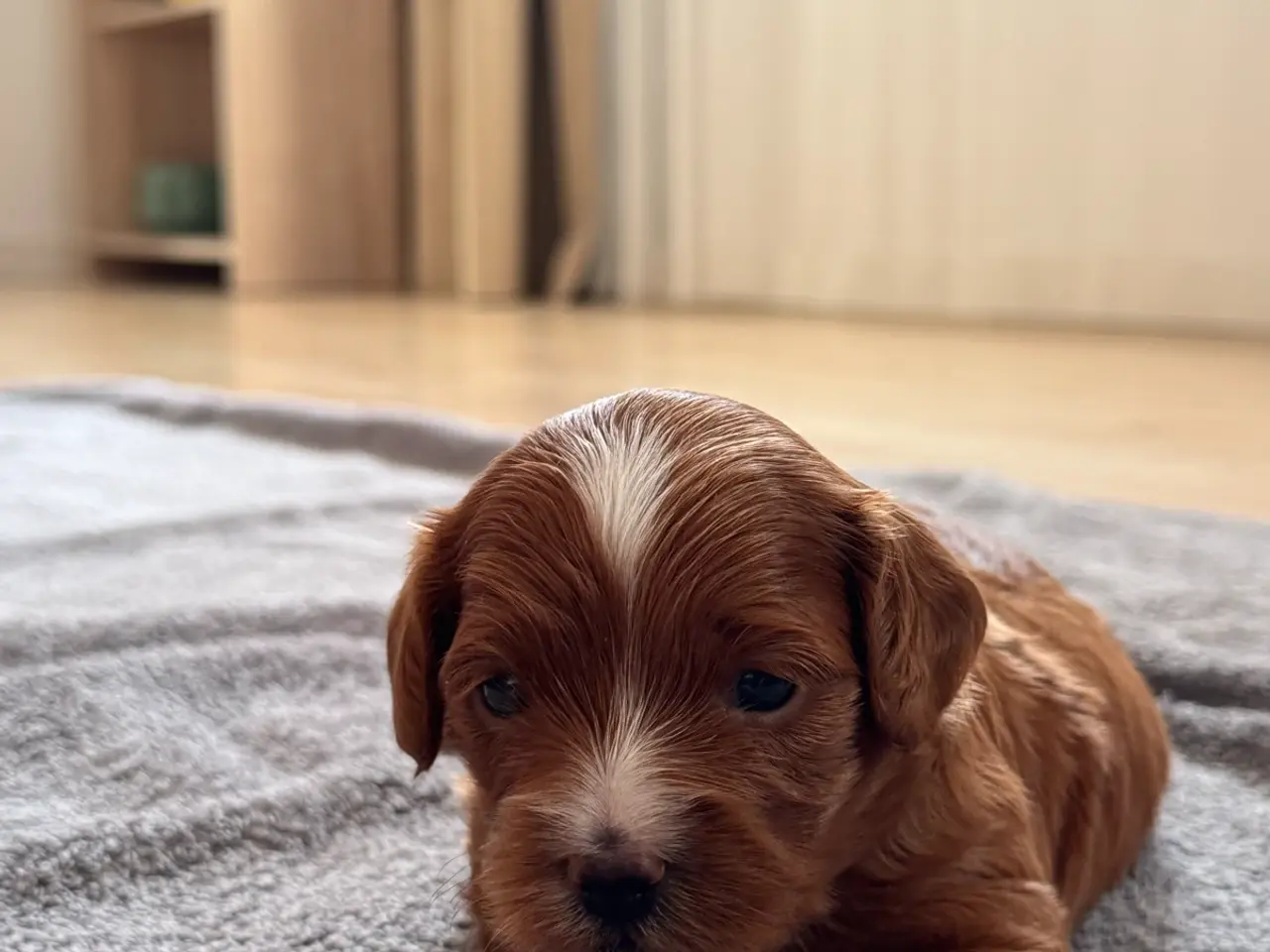 Billede 2 - Sød Cavapoo-hvalp med fantastisk hvid aftegning