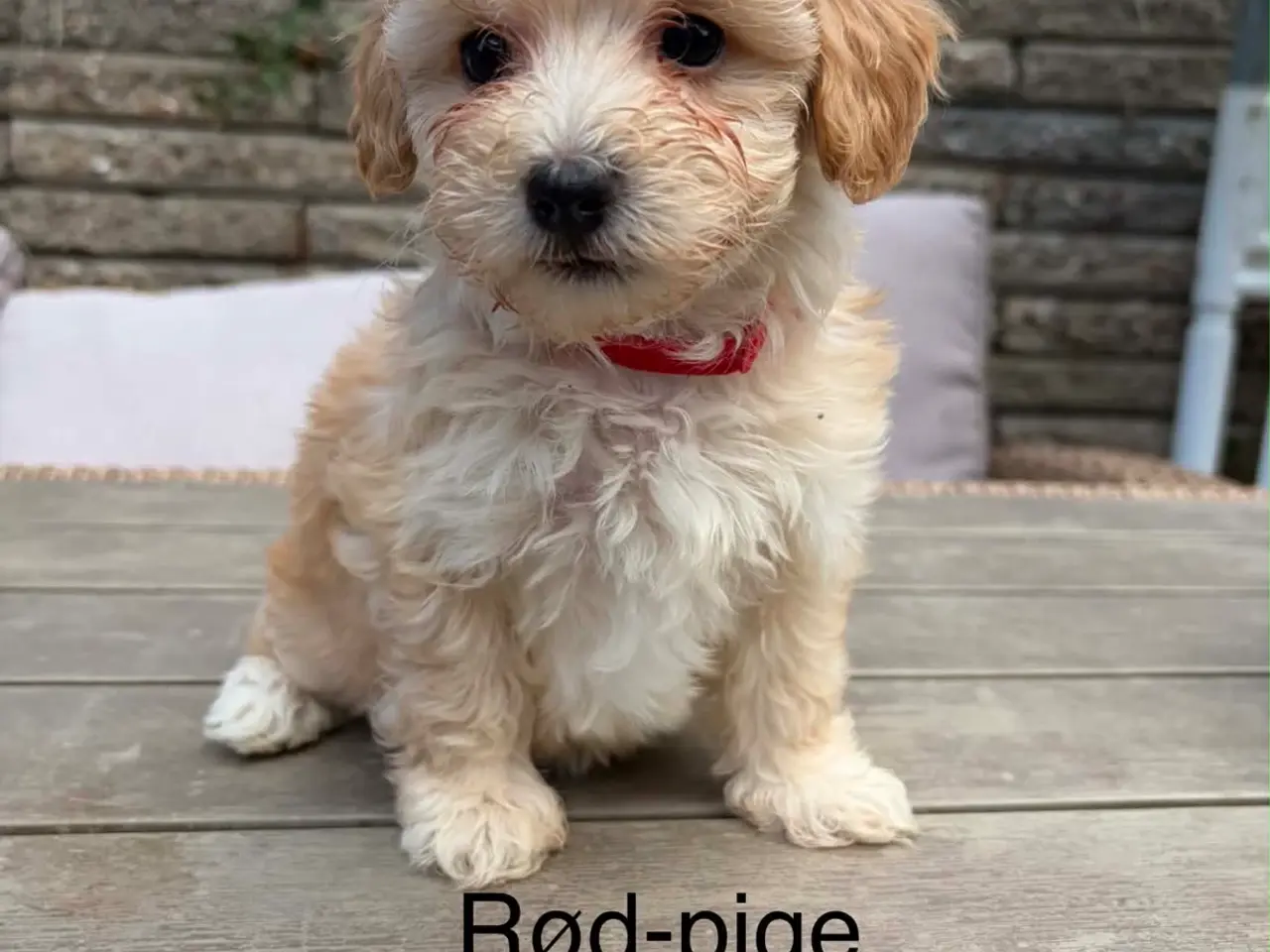 Billede 1 - Maltipoo salgsklar 8 uger fredag