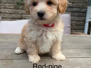 Maltipoo salgsklar 8 uger fredag
