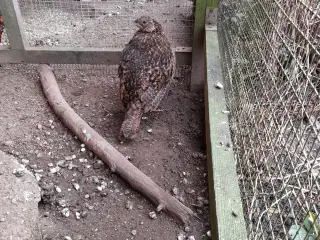 Temminck Tragopan