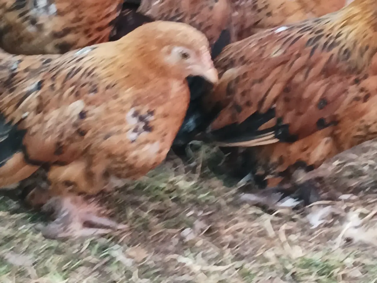 Billede 7 - Dværg høns Mille Fleur 