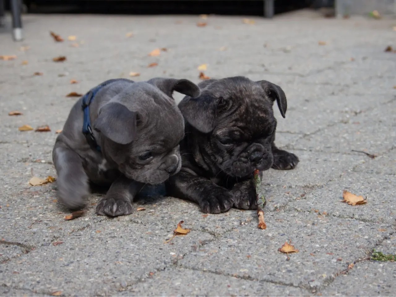 Billede 2 - Fransk Bulldog hvalpe