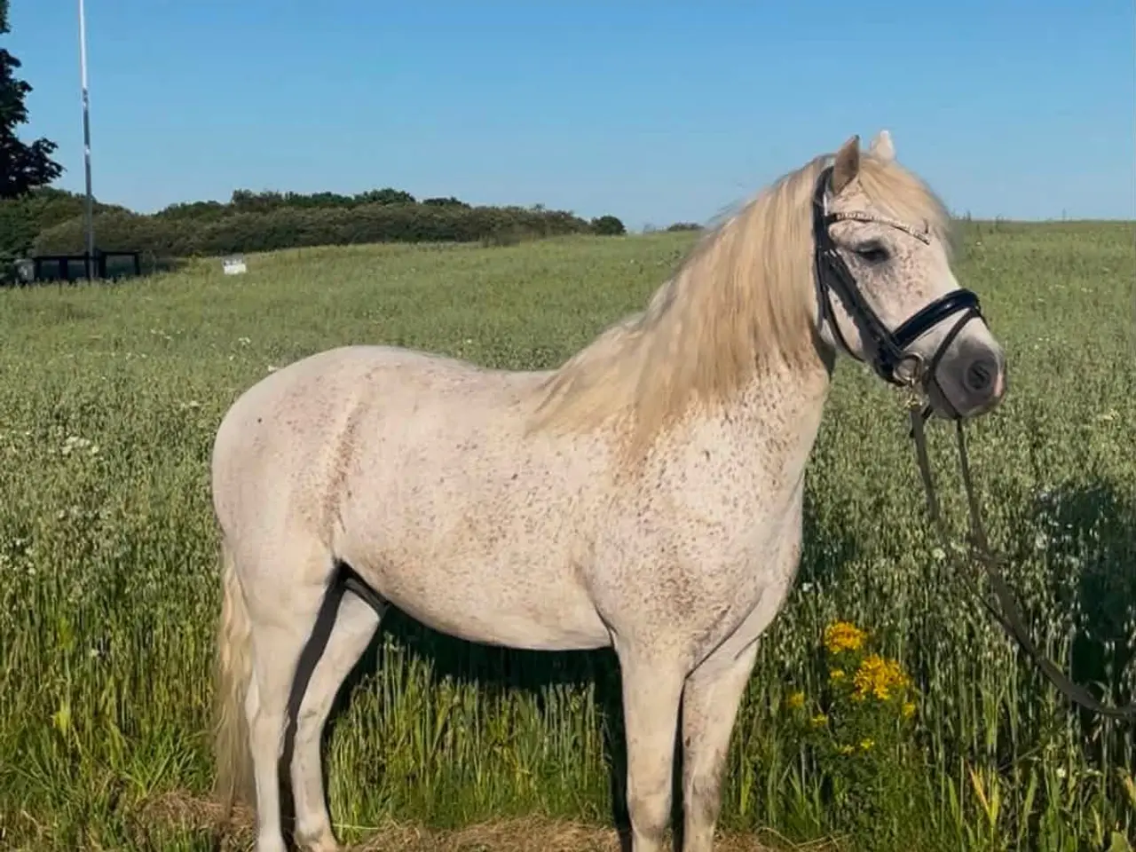 Billede 2 - Super skøn pony