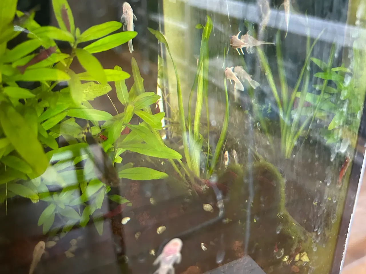 Billede 9 - ❄️🐟 Snow White Ancistrus – flotte hvide maller