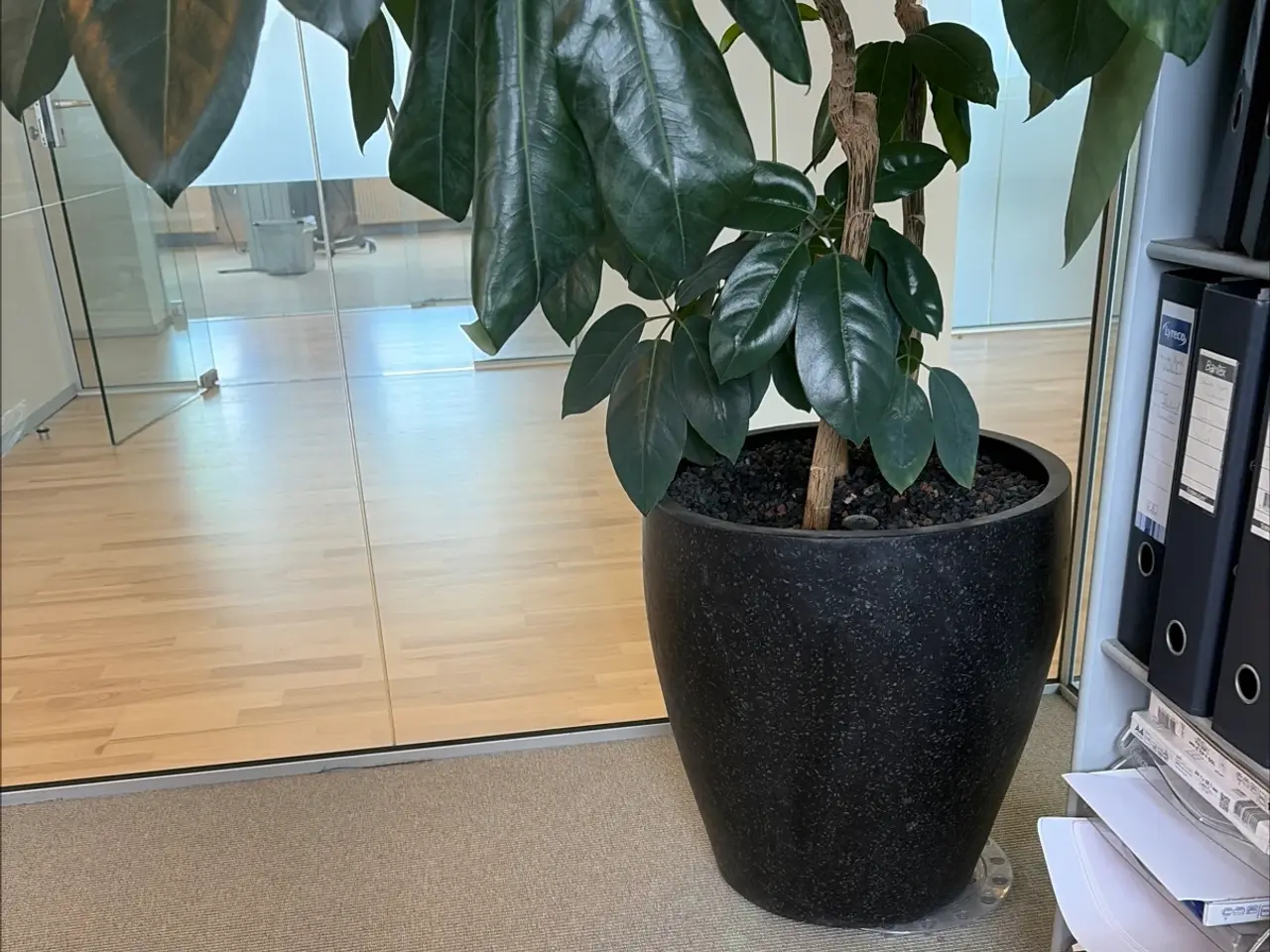 Billede 2 - Grøn plante i potte