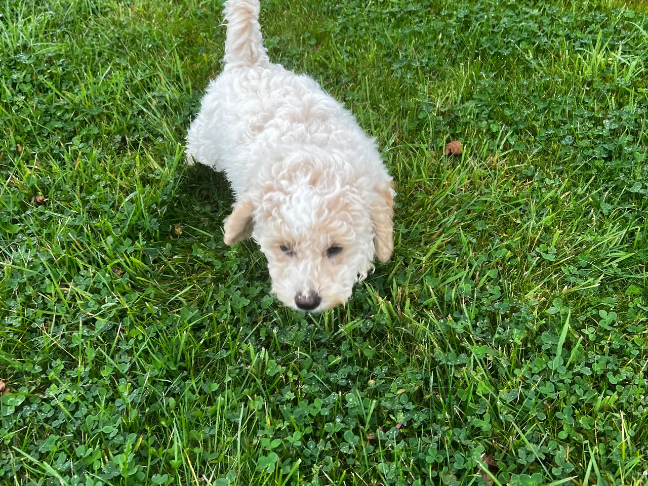 Billede 4 - Maltipoo hvalp han