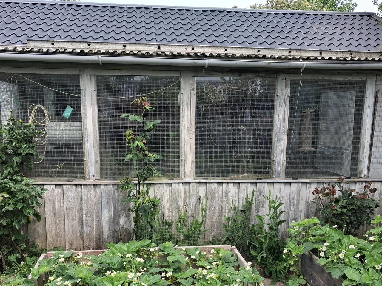 Billede 3 - Fuglehus bortgives