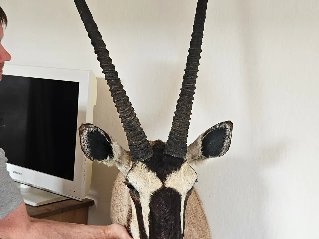 Billede 3 - Jagttrofæ Oryx