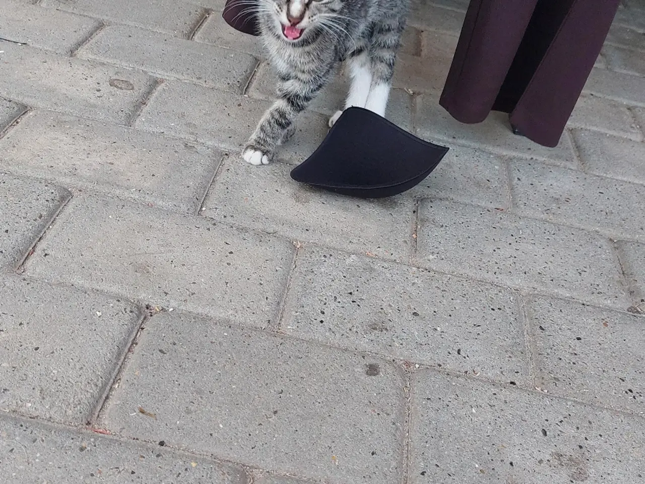 Billede 3 - Han kat