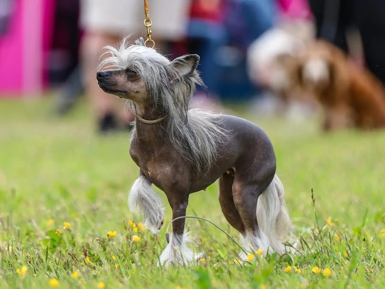 Billede 1 - Chinese crested tæve med dkk stamtavle
