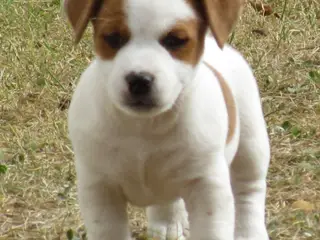 DKK Jack Russell hvalpe – 1 han tilbage! - 2
