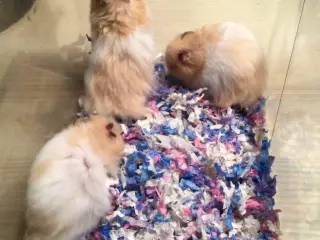 Langhårede guldhamster