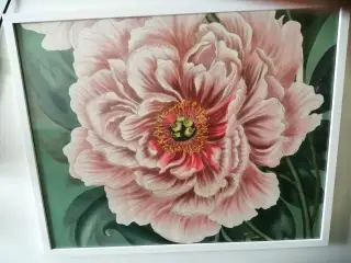 Blomster Billede