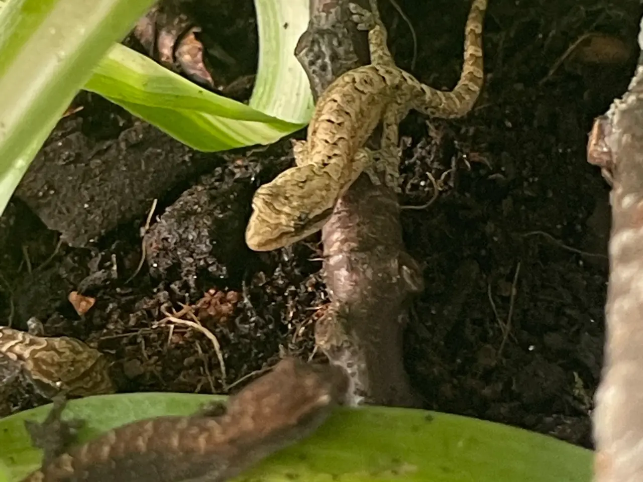 Billede 2 - Jomfrugekkoer (Lepidodactylus lugubris)