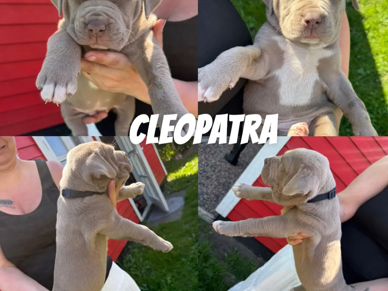 Billede 6 - American Bully XL