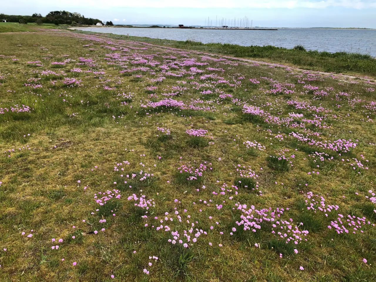Billede 4 - Sommerhus på Drejø