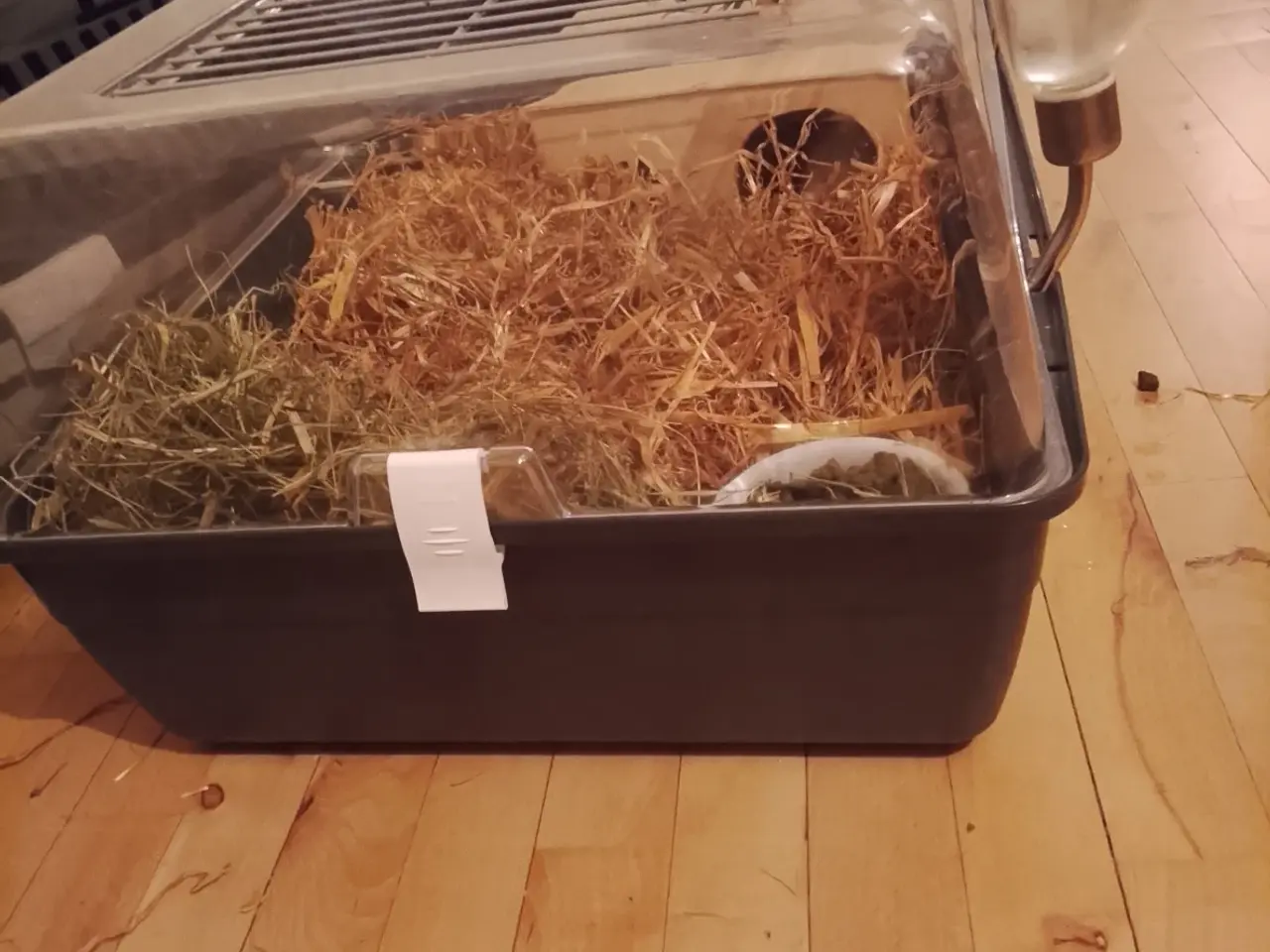 Billede 1 - Marsvin han søger nyt hjem