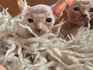 Sphynx Mikkel fartstribe