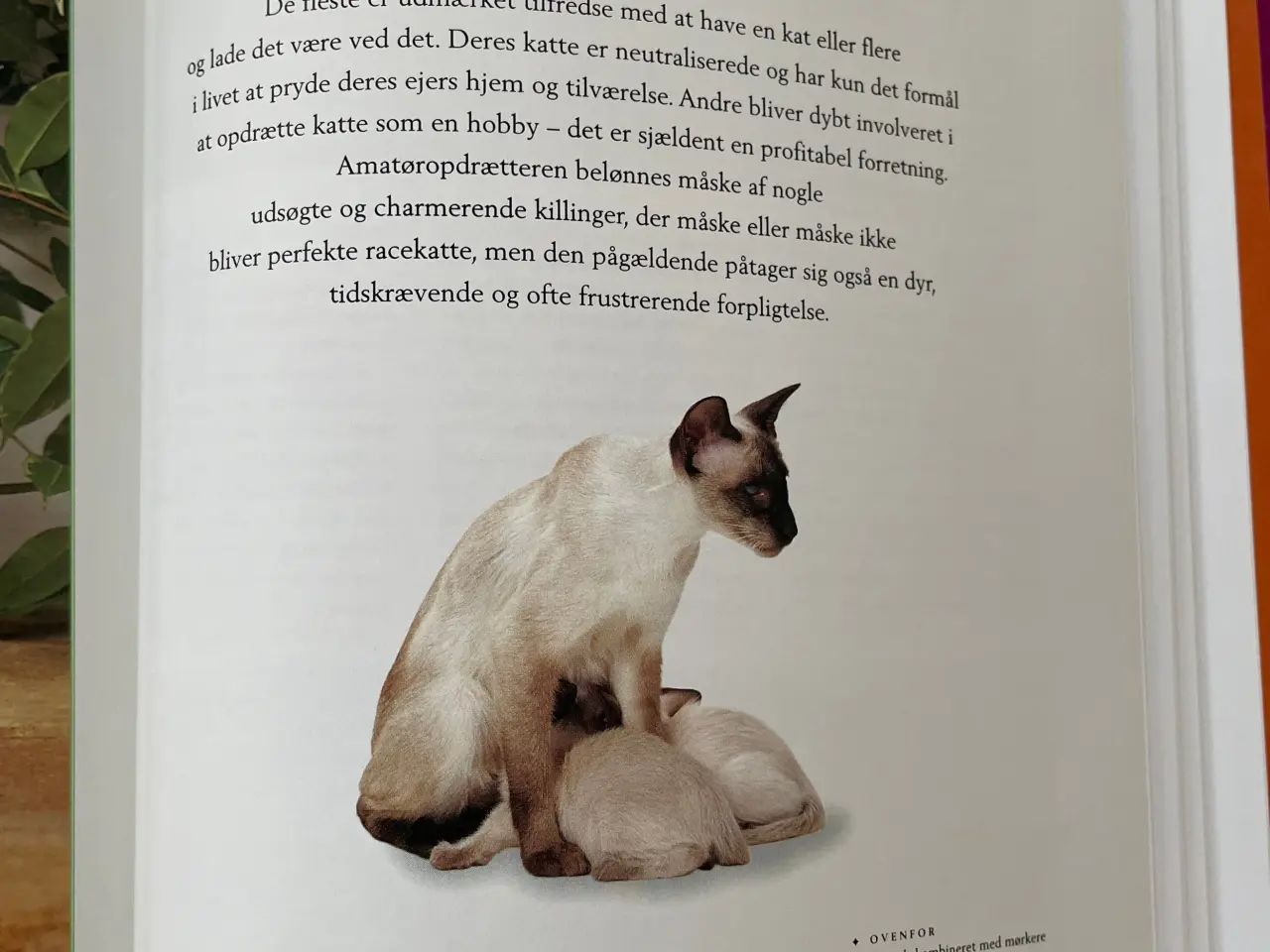Billede 8 - Bog Kattepleje og katteracer