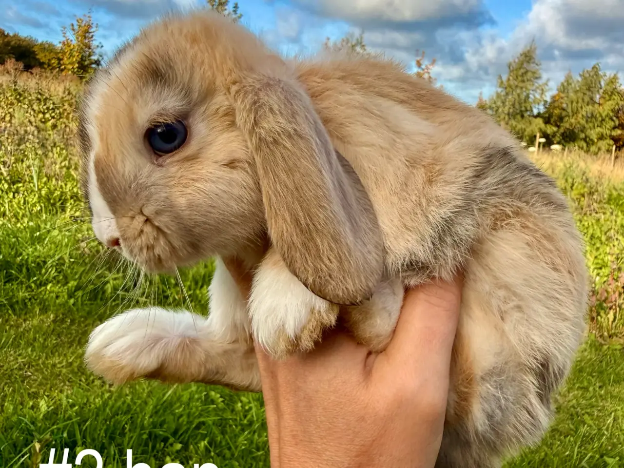 Billede 9 - 6 stk. Mini Lop unger