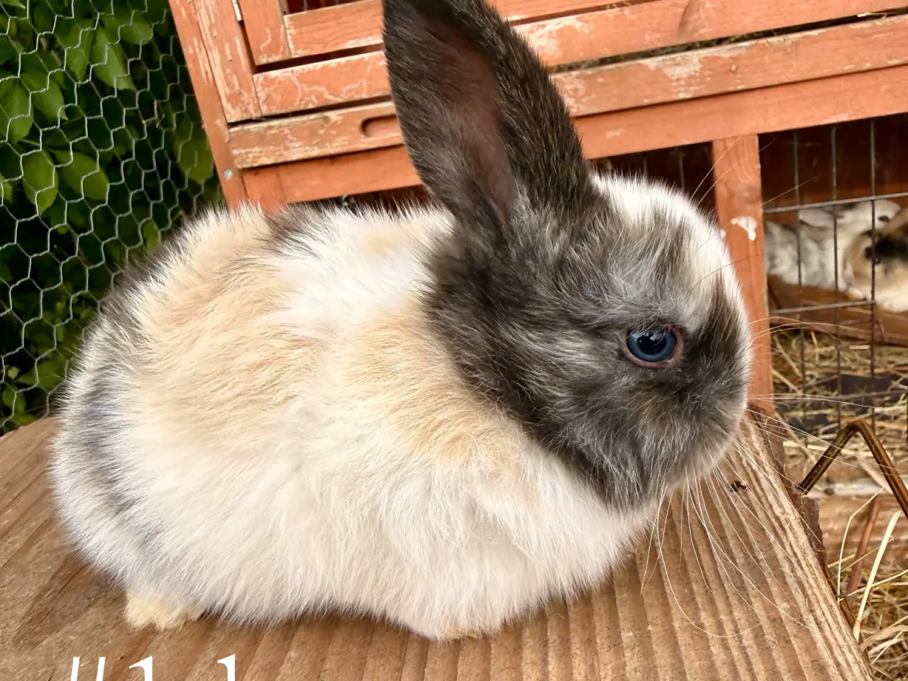 Billede 7 - 8 skønne Mini Lop unger