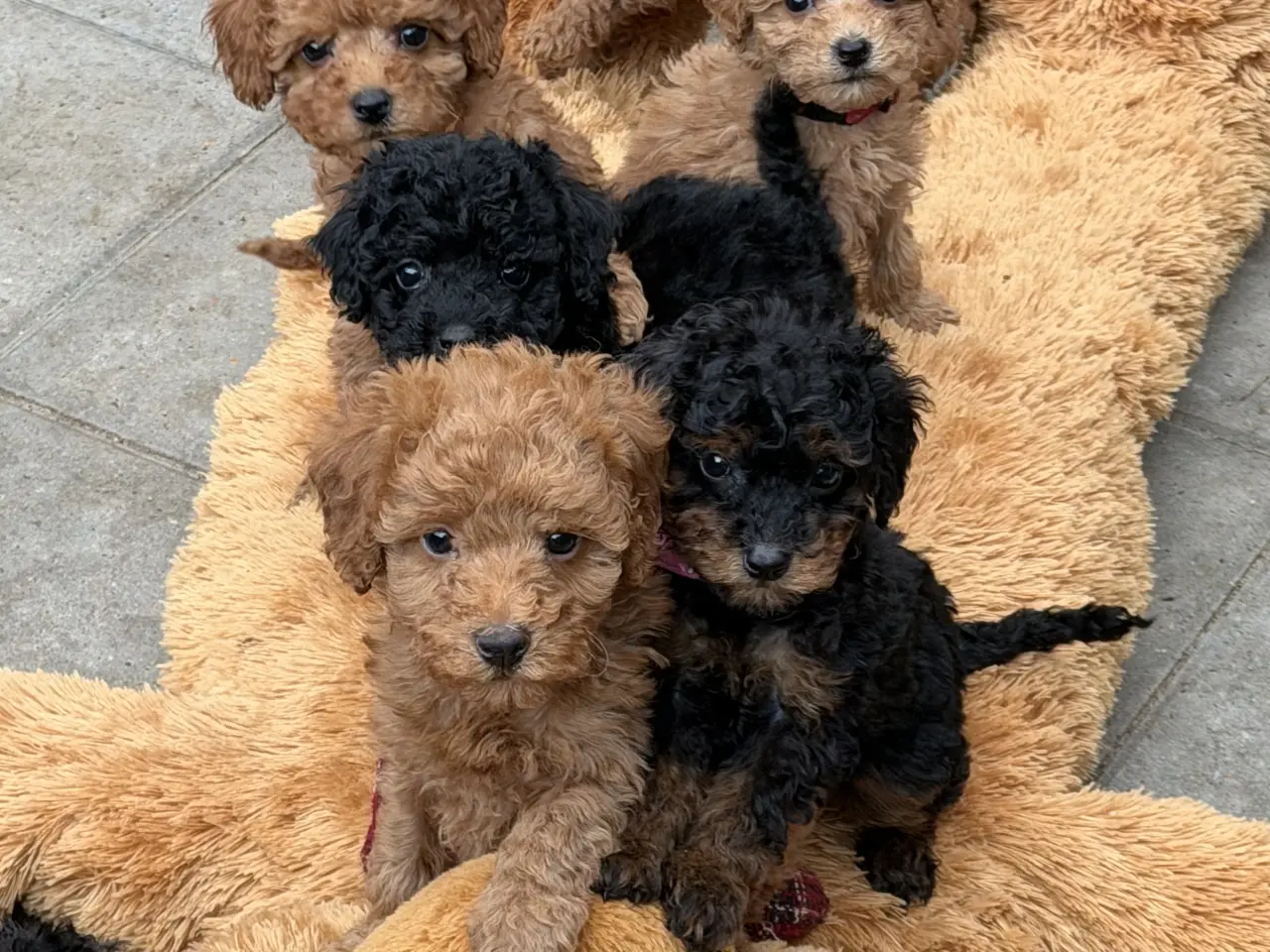 Billede 12 - Cavapoo hvalpe Rejseklar 🧳❤️🐾