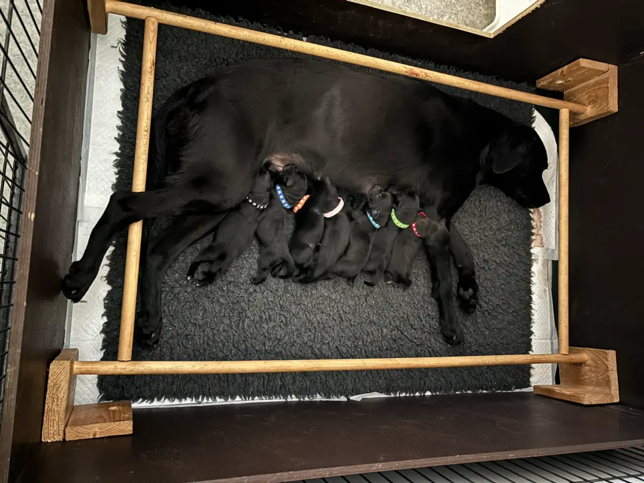 Billede 8 - Dejlige f1 labrador hvalpe