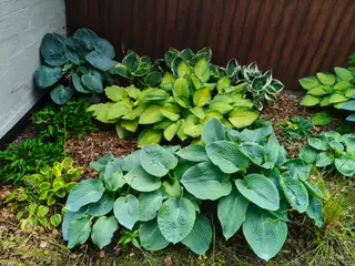 Hosta