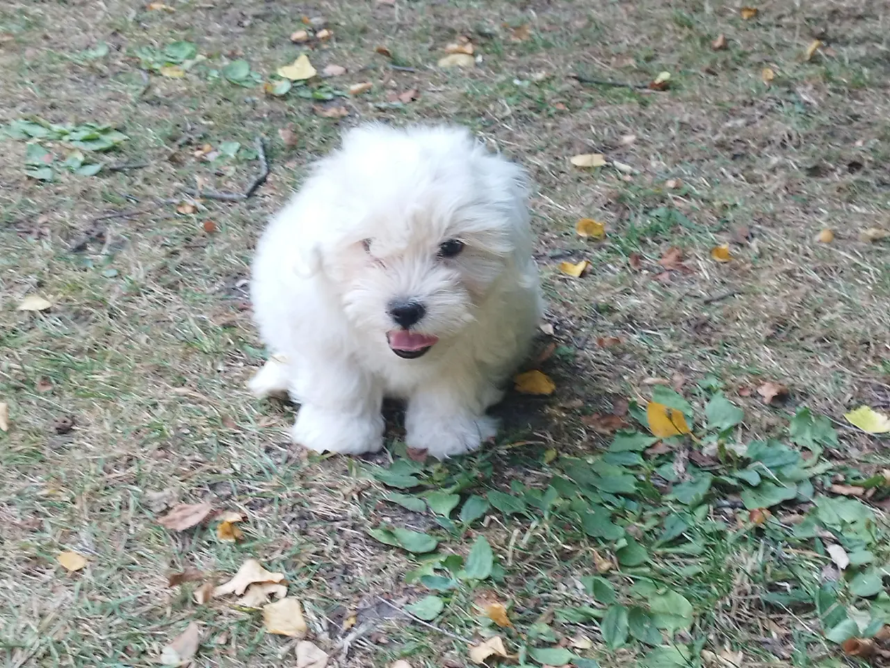 Billede 2 - Coton de tulear hvalp han
