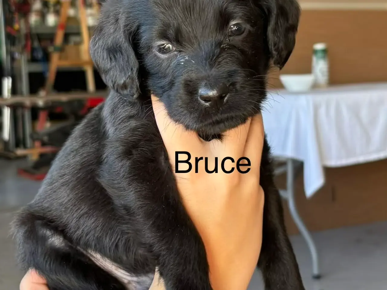 Billede 6 - Kun 4 𝗟𝗮𝗯𝗿𝗮𝗱𝗼𝗼𝗱𝗹𝗲 𝗵𝘃𝗮𝗹𝗽𝗲 tilbage!