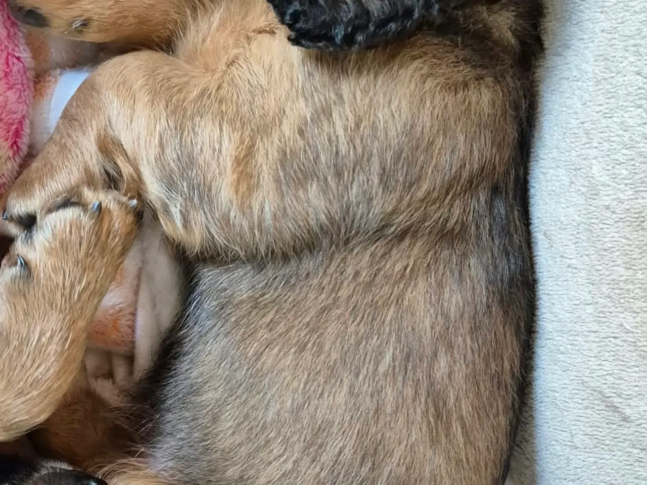 Billede 8 - Miniature langhårede gravhundehvalpe