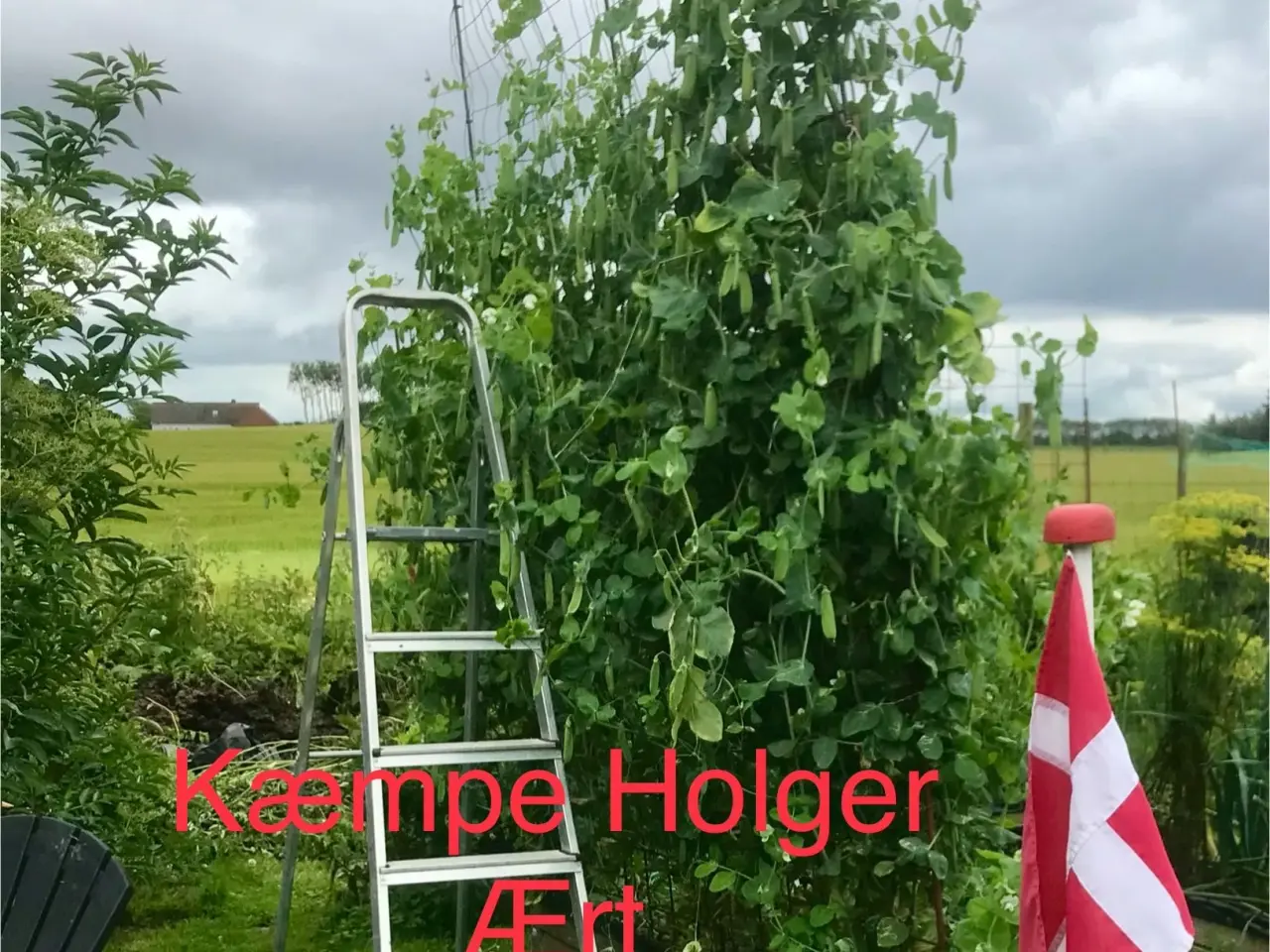 Billede 8 - Holger ærter. Stevns ærter. Sjelles Ærter. Estisk 