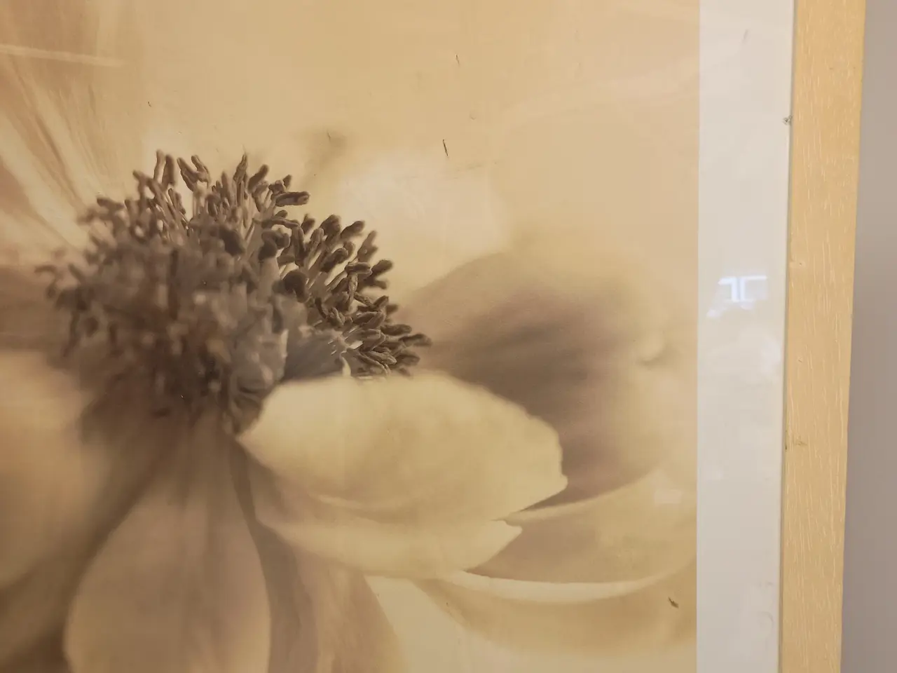 Billede 3 - Blomster plakat, indrammet.