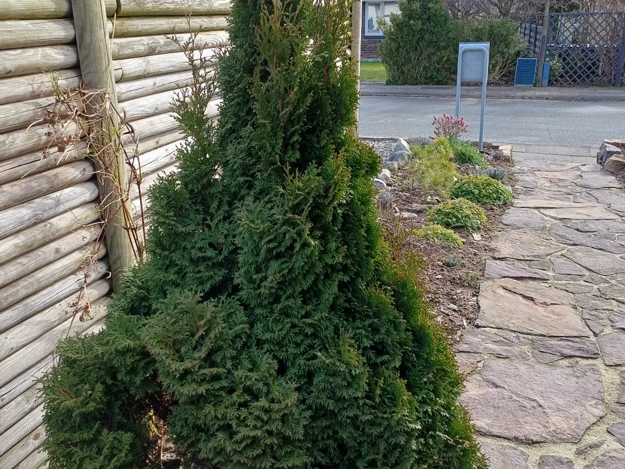Billede 4 - Stor flot Thuja