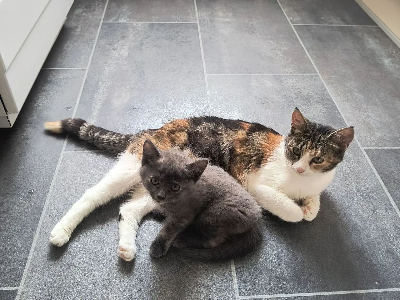 Billede 6 - 2 katte søger hjem 