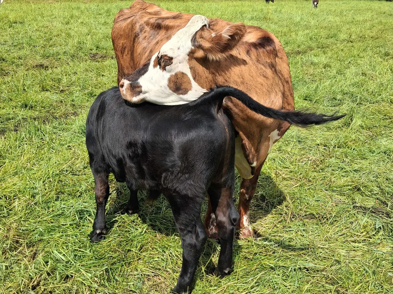Billede 4 - Hereford kryds ko